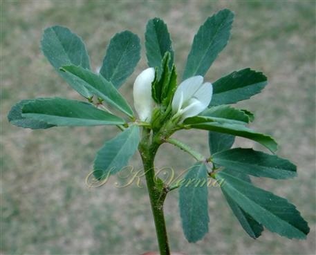  Flowering branch